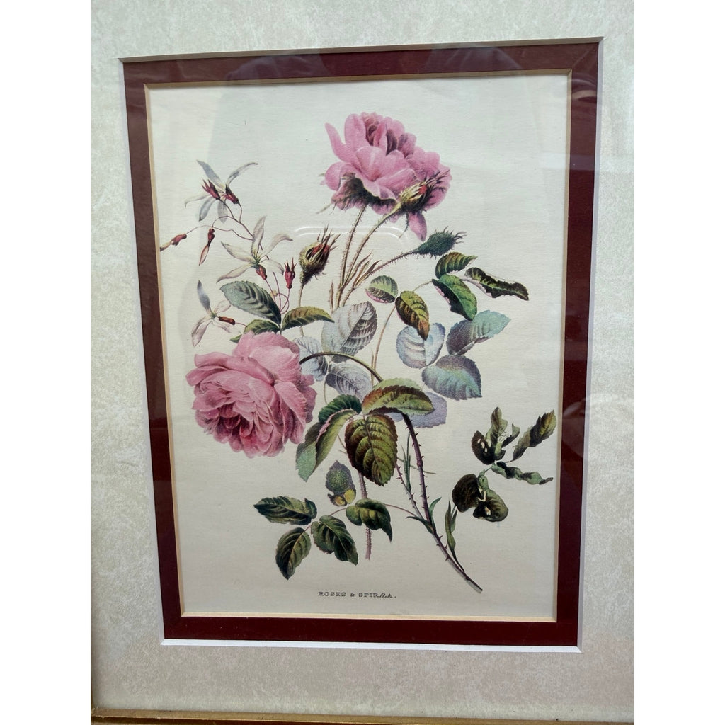 Vintage P Jerrard Botanical Floral Prints Pair Gilded Wood Frames 10.5 x 13